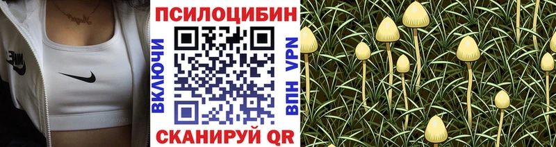 гидра ТОР  Белозерск  Псилоцибиновые грибы прущие грибы 